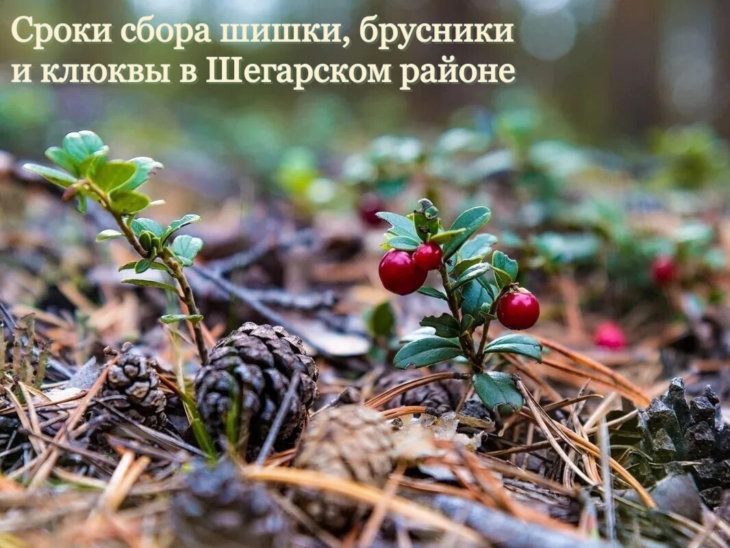 В 2026 году департамент лесного хозяйства Томской области установил сроки сбора брусники, клюквы и кедрового ореха Шегарском районе.