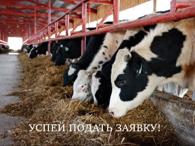 Отдел сельского хозяйства Администрации Шегарского района объявляет отбор получателей субсидии на поддержку малых форм хозяйствования  (на содержание коров).